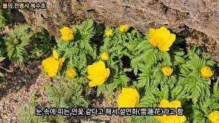 봄의 전령사 복수초(福壽草)