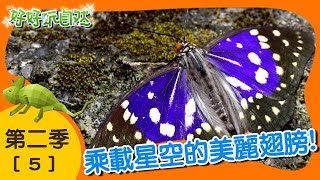 【好好玩自然】夢幻稀有國寶蝶！北橫公路｜第5集_第二季｜柳丁哥哥 熱血阿傑｜生態探索｜YOYO