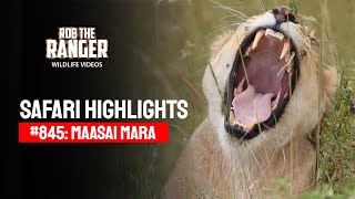 Safari Highlights #845: 26 September 2025 | Lalashe Maasai Mara | Latest #Wildlife Sightings