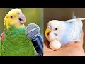 Smart And Funny Parrots Parrot Talking Videos Compilation (2023) - Cute Birds #8