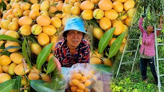 ចំការម៉ាកប្រាងកាលពីឆ្នាំមុន ១ដើមៗ គឺផ្លែច្រើន តែឆ្នាំមានមិនច្រើនទេ