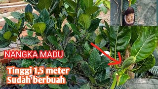 Review Nangka Madu mini sudah berbuah | nangka 1,5 meter belajar buah