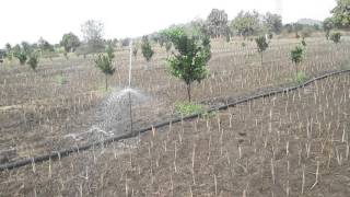 Sprinkler Irrigation, Aromatic grasses