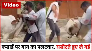 Viral Video : कसाई पर गाय ने किया पलटवार, घसीटते हुए ले गयी इतनी दूर ! देखिये पूरा विडियो