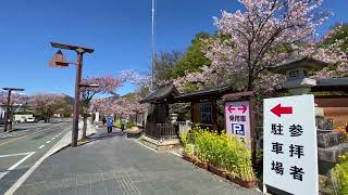 武田神社 武田通りの桜 2022年3月5日