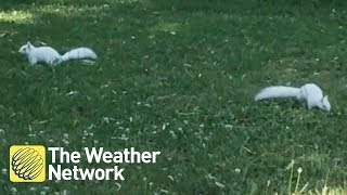 RARE: Two white squirrels spotted playing in the Ontario grass