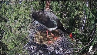 Melnais stārķis~Kaupo sings and settles down in nest~ 10:59 AM 2019/05/19