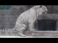 2015.6.7 東武動物公園☆ホワイトタイガーのスカイ【white tiger】_01