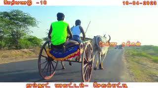 @REKLA-RASIGAN நடுமாடு செவல்ப்டி 10-04-2023