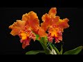 orchids in bloom is back january 2024