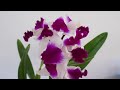 orchids in bloom is back january 2024