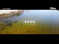 코로나시대 힐링스토리 원주천 벚꽃앤딩 covid 19 healing story wonjucheon cherry blossom ending