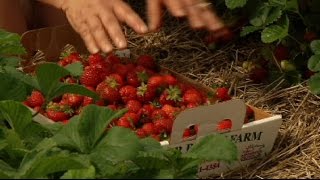 Sweet! Strawberries ripe for the picking