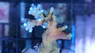 Acropora valida blue tips coral gandalf