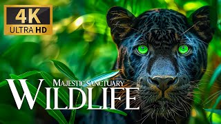 Majestic Sanctuary Wild 4K 🦛Discovery Relaxation Beautiful Nature Planet Film with Relax Piano Music