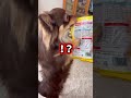 【チワワ】ヤンキー座りをしておやつをもらう愛犬 dog チワワ 癒し 癒し 愛犬 かわいい