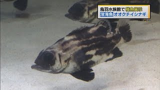 オオクチイシナギの繁殖に成功　鳥羽水族館