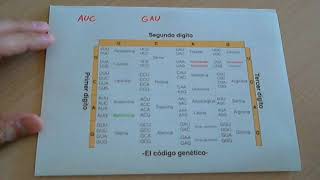 El código genético (nucleótidos y aminoácidos)