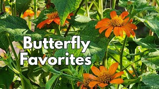 Butterfly favorite flowers in the June backyard garden 🌺🌻🌼 | Texas Gulf Coast Zone 9b #pollinators