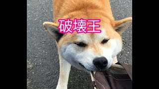 柴犬サブ【 破壊王】みやこ寿司　トラ猫ゆき　多賀の里　愛知　常滑　ランチ　子連れOK　多賀神社