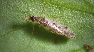 Brown Lacewing Adult Consumes an Aphid