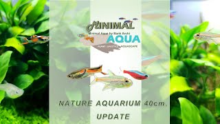 aquascape relaxing video #1 endlers guppy glowlight tetra cardinal tetra