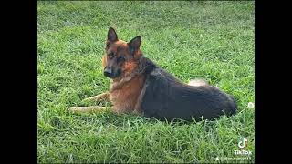 Pique German Shepherd