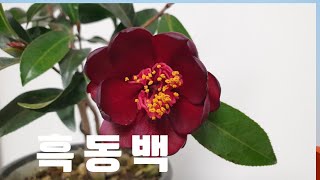 흑동백이 피었습니다