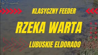 Klasyczny Feeder na Warcie. Drobnica zmora wędkarzy