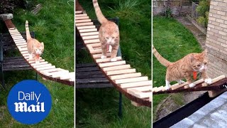 Ingenious scientist makes ladder for cat to travel to house - Daily Mail