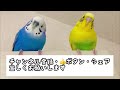 【材料２つだけ】簡単！インコが喜ぶブランコの作り方