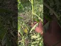 গাছে সাকারিং পদ্ধতি shortvideo tomato farming shorts gardening agriculture