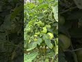 গাছে সাকারিং পদ্ধতি shortvideo tomato farming shorts gardening agriculture