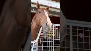 【California Chrome】麗しの貴方へ。#californiachrome  #アロースタッド　#horseracing