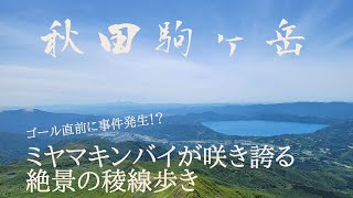 【４K】ムーミン谷と絶景稜線歩きの秋田駒ヶ岳　蛇に襲われる！？