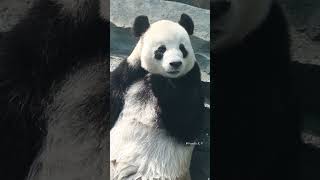 Feiyun panda is super cute | wild animals p150  #animals  #trending  #shortvideo