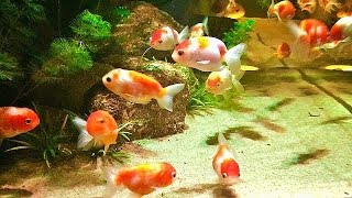 すみだ水族館  [お江戸の金魚ワンダーランド] 江戸リウム 2016 -SUMIDA AQUARIUM's Event [EDO-RIUM]-