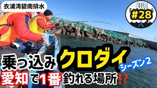 【愛知県衣浦湾】乗っ込みクロダイが　愛知で1番釣れる場所！？シーズン2 前半