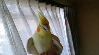 インコ22歳でも運動するよ