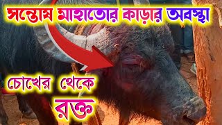 মিশিরডি আসরের ১ নং কাড়া লড়াইয়ের পর সন্তোষ মাহাতোর কাড়ার অবস্থা || Santosh mahato \u0026 Panu shing