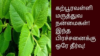 கற்பூரவல்லி மருத்துவ நன்மைகள் |Mexican mint Health and Medical benifits in tamil|@HealthTips24Tamil