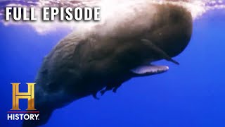 MonsterQuest: The REAL LIFE Moby Dick? (S3, E24) | Full Episode