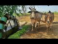 Persian Wheel Method of Irrigation With Bulls | Rehat Irrigation System of Water Wheel