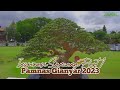 INSPIRASI BONSAI SANCANG / PREMNA MICROPHYLLA @PAMNASBONSAIGIANYAR2023