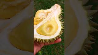 Ketebalan isi durian Tembaga Emas klon dari brunei