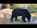 動物園・沖縄こどもの国💙②♥ ニホンツキノワグマ・japanese_black_bear♦月熊立春・・・okinawa zoo u0026 museum 20210308