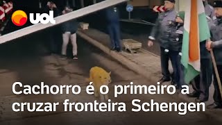 Cachorro é o primeiro a cruzar fronteira após Romênia aderir ao espaço Schengen