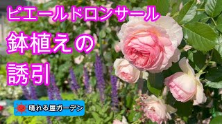 鉢植えピエールの誘引