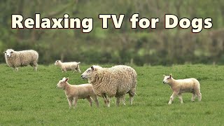 Dog TV s ~ Beautiful Calming Sheep s and Sounds ⭐ 8 HOURS of TV for Dogs ⭐
