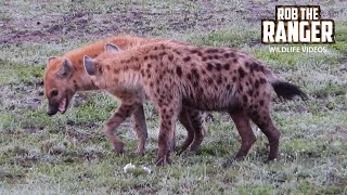 Early Morning Hyenas | Lalashe Maasai Mara Safari